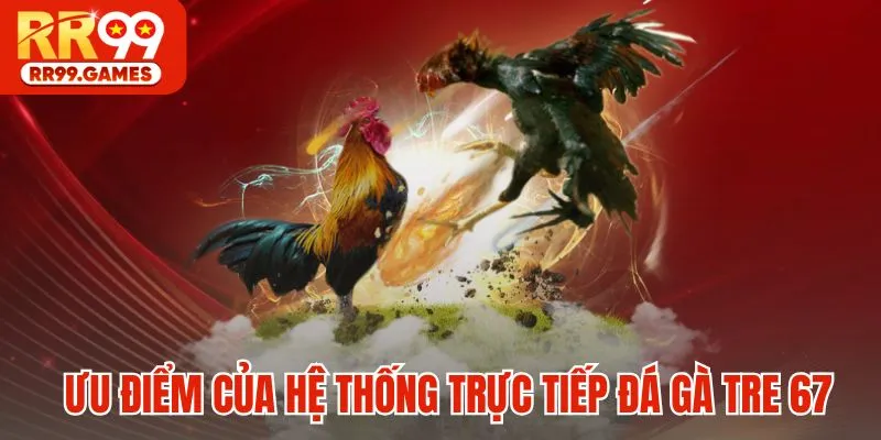 Ưu điểm của hệ thống trực tiếp đá gà tre 67